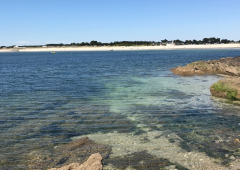 SORTIES NATURE « plantes du littoral & algues »  (Juillet 2022) -  Sarzeau Golfe du Morbihan 56-2