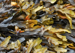 SORTIES NATURE « plantes du littoral & algues »  (Juillet 2022) -  Sarzeau Golfe du Morbihan 56-5
