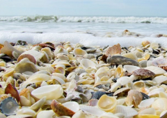 SORTIES NATURE « plantes du littoral & algues »  (Juillet 2022) -  Sarzeau Golfe du Morbihan 56-3