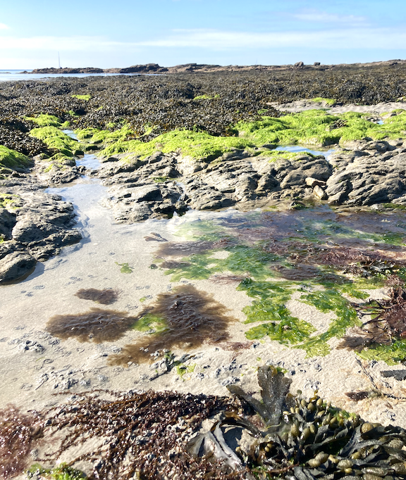 Jeu « à la recherche des algues »  (Septembre 2022) - Arzon / Sarzeau 56